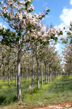 paulownia