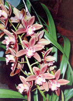 Kingaroy Orchids